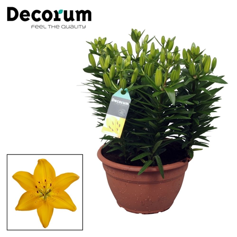 Lilien 9er Aziaat Schale gelb T25 H040