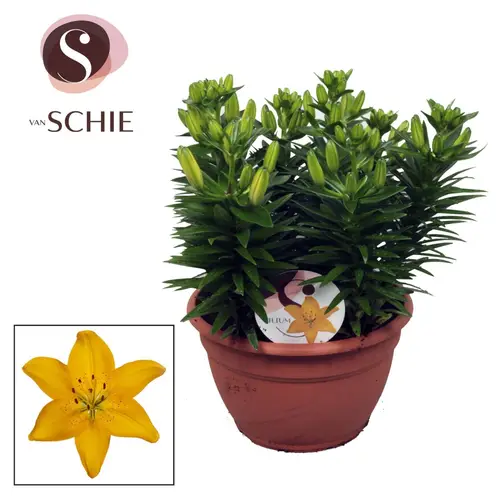 Lilien 9er Aziaat Schale gelb 25+Blüte T25 H040
