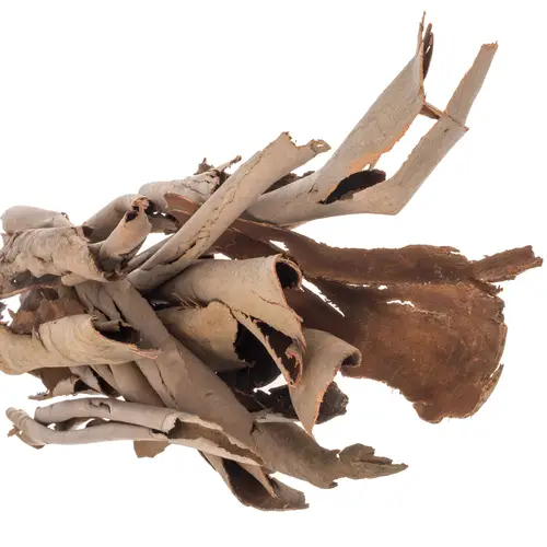 Eukalyptus braun Rinde Corteccia 1000 Gramm 70cm