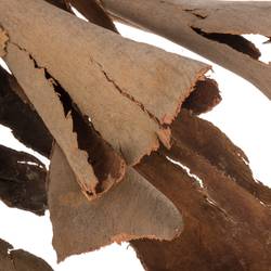 Eukalyptus braun Rinde Corteccia 1000 Gramm 70cm