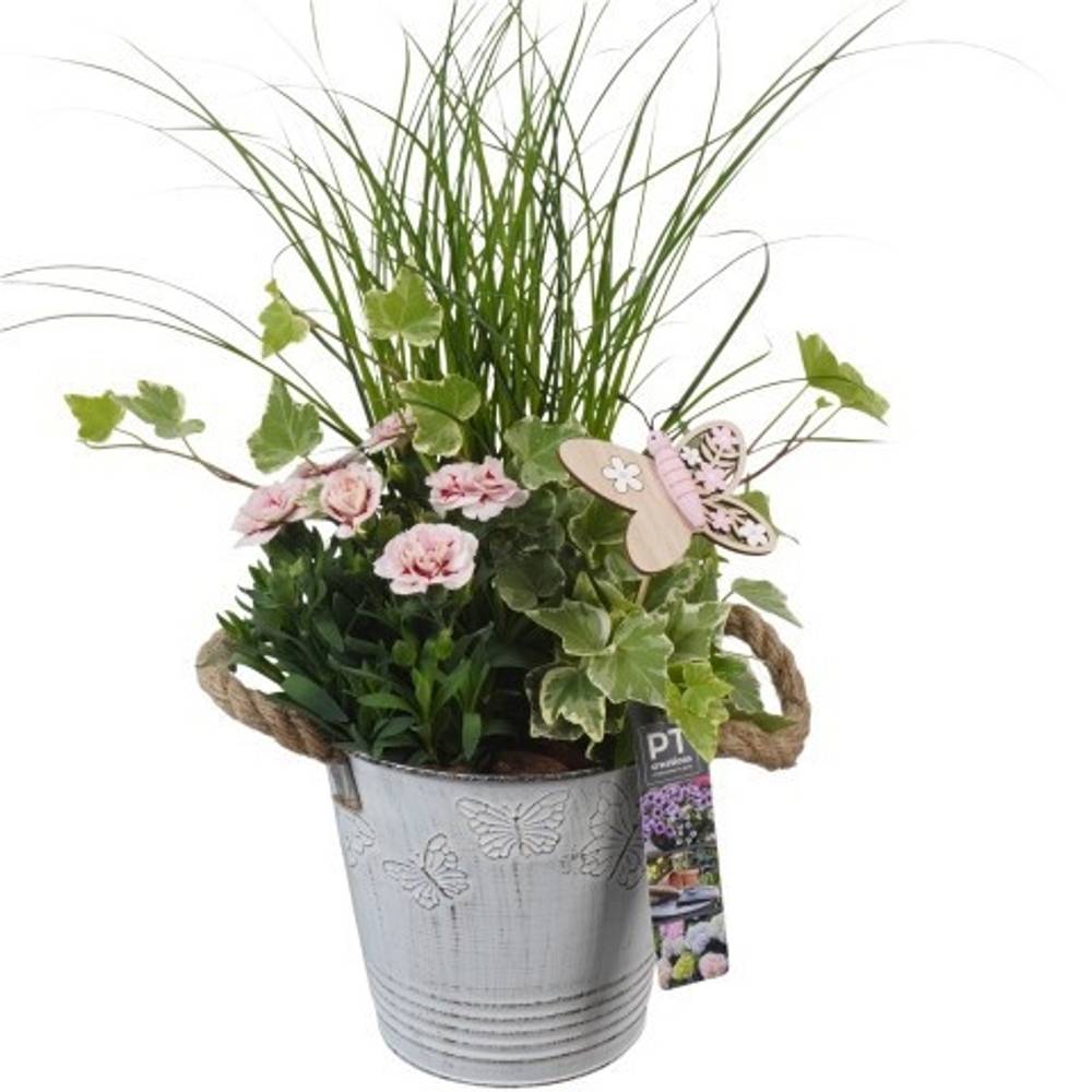Garten.Arr PTPP6815 T15 H044