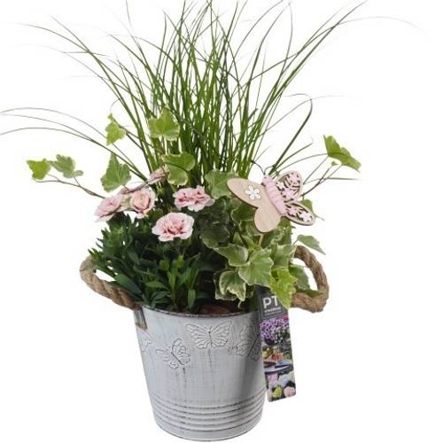 Garten.Arr PTPP6815 T15 H044