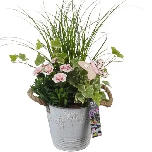 Garten.Arr PTPP6815 T15 H044