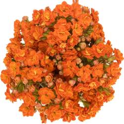 Kalanchoe orange Brilliant Orange Meadow 40cm