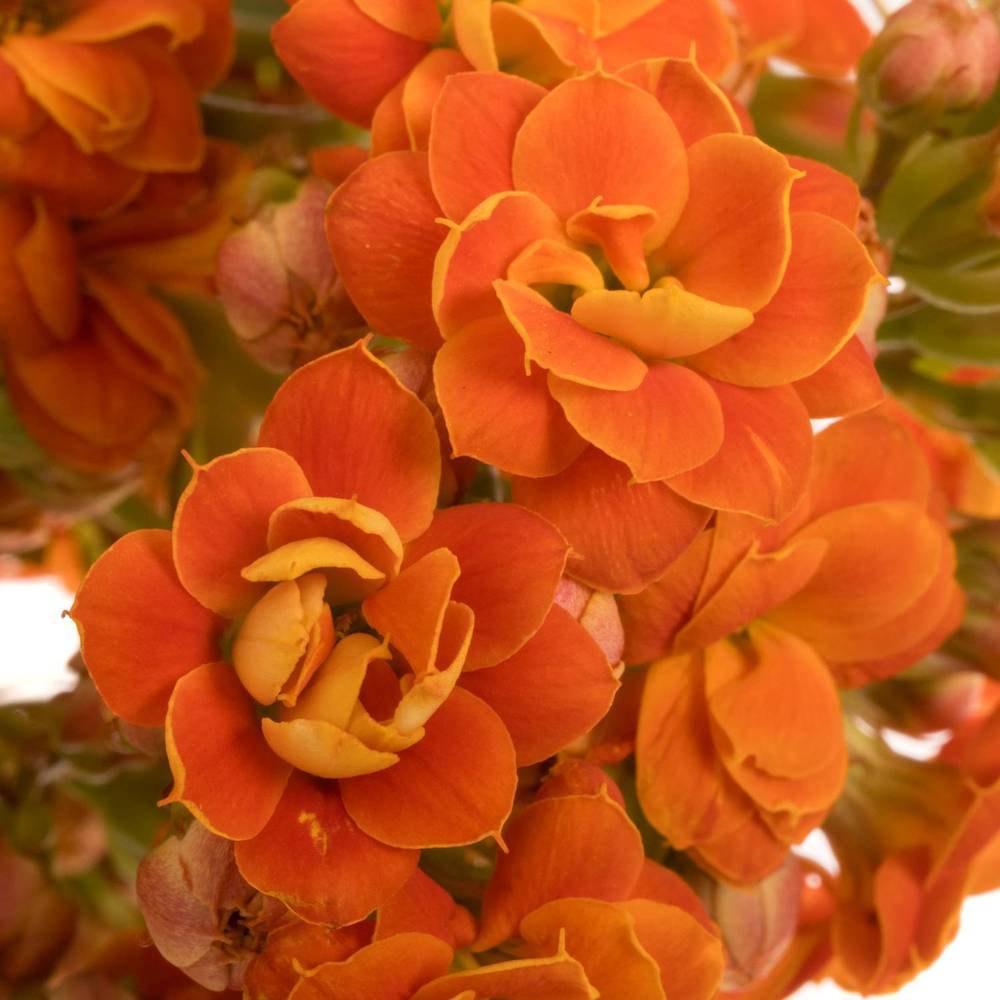 Kalanchoe orange Brilliant Orange Meadow 40cm