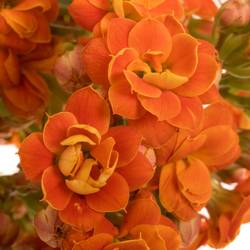 Kalanchoe orange Brilliant Orange Meadow 40cm