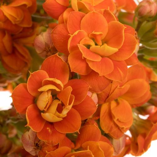 Kalanchoe orange Brilliant Orange Meadow 40cm
