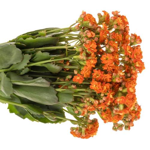 Kalanchoe orange Brilliant Orange Meadow 40cm