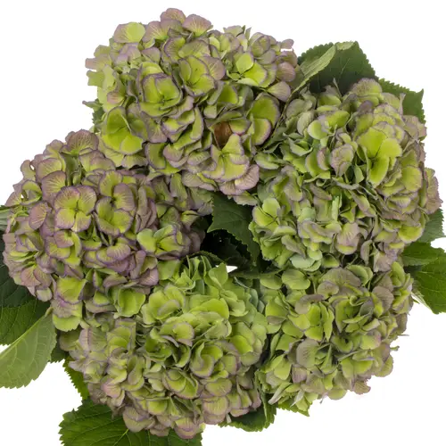 Hortensie grün/lila Verena Bol 17cm 60cm