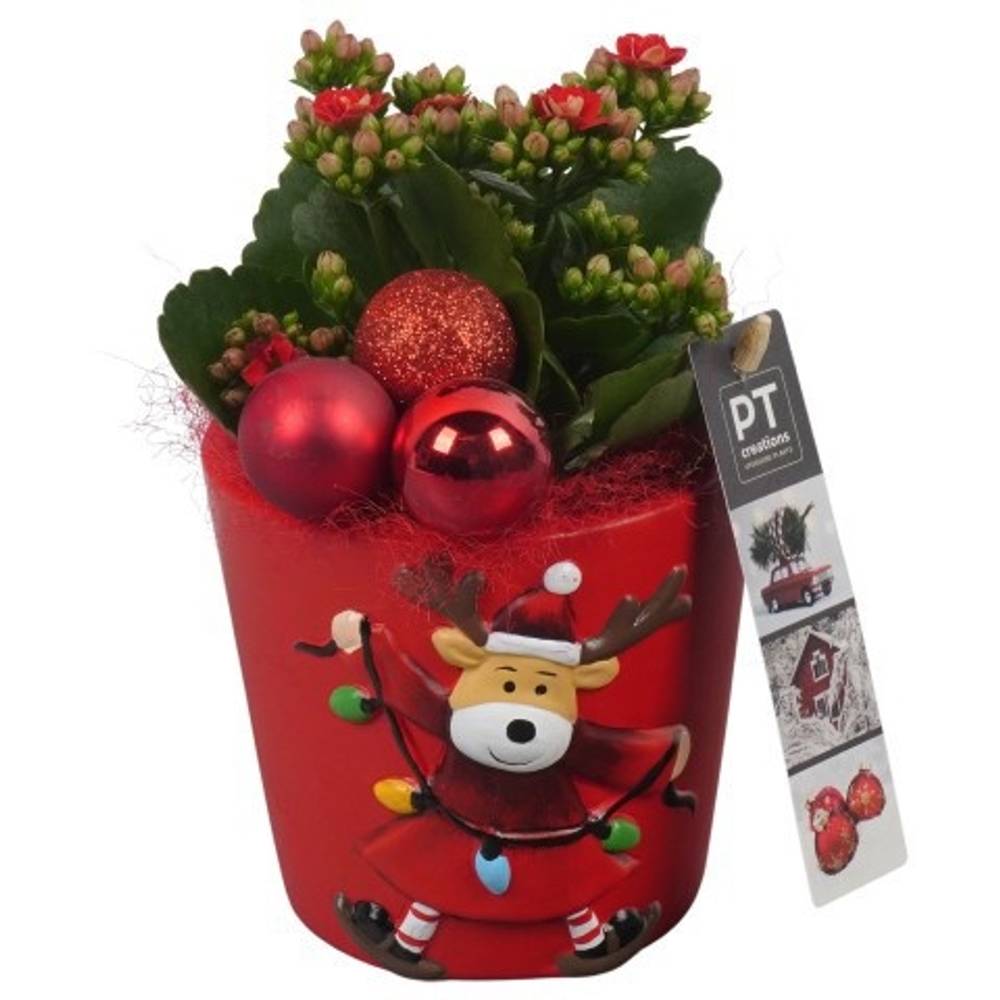 Kal.Arr PTCHR7282 Weihnachten T11 H020