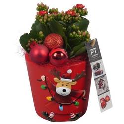 Kal.Arr PTCHR7282 Weihnachten T11 H020