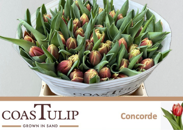 Tulpe creme/rot gefüllt Concorde Coas Tulip 38 Gramm