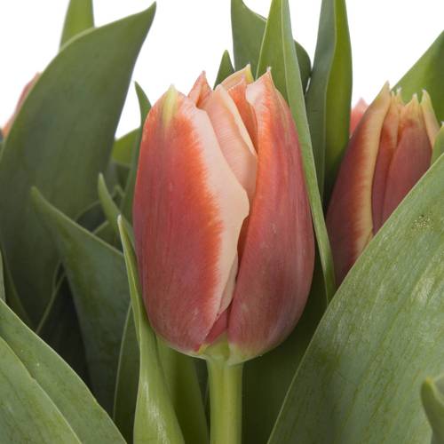Tulpe creme/rot gefüllt Concorde Coas Tulip 38 Gramm