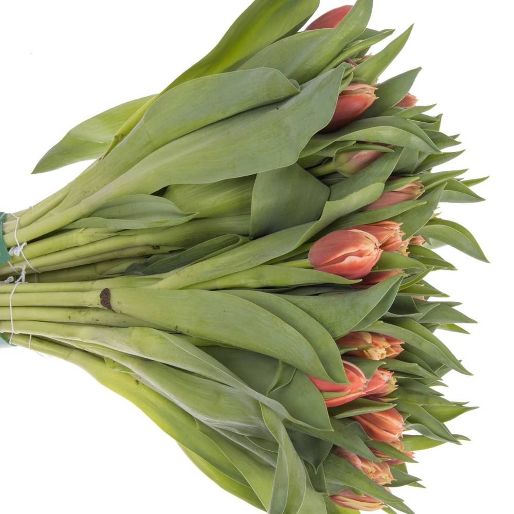 Tulpe creme/rot gefüllt Concorde Coas Tulip 38 Gramm