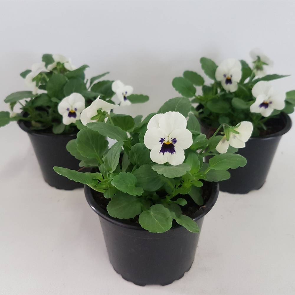 Hornveilchen weiss +auge T09 H015