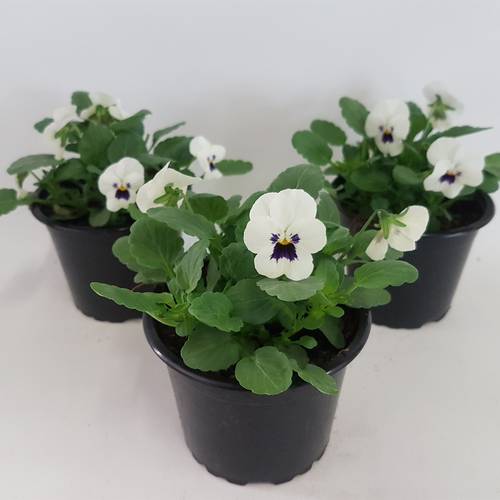 Hornveilchen weiss +auge T09 H015