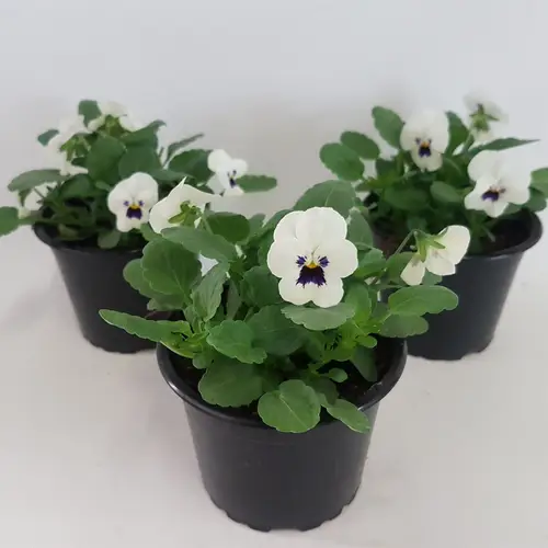 Hornveilchen weiss +auge T09 H015