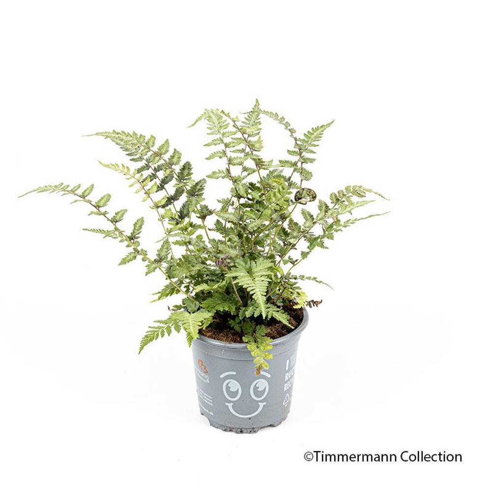 Athyrium Niponicum T11 H030