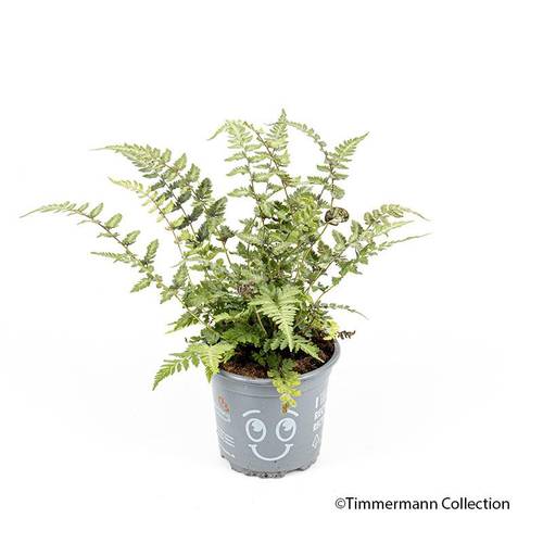 Athyrium Niponicum T11 H030