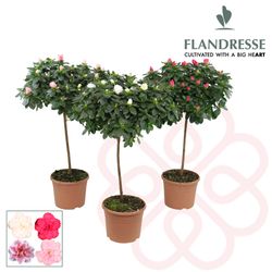 Azalea mix Stamm T19 H65