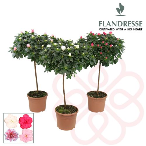 Azalea mix Stamm T19 H65