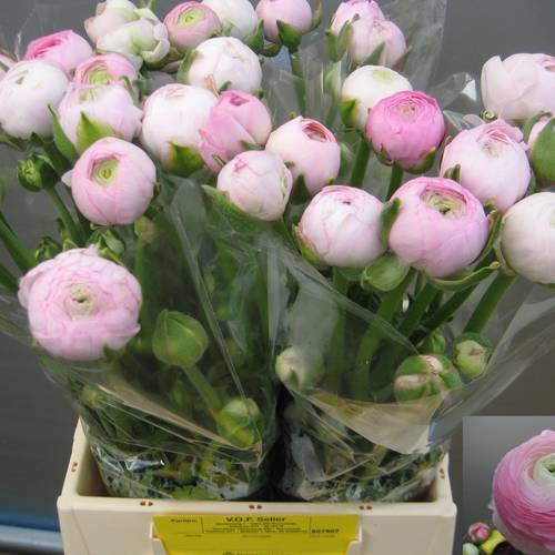 Ranunkel hell rosa Aazur Light Pink x 20 45 Gramm 36cm