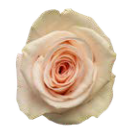 Rose apricot One 4 Coco 40cm