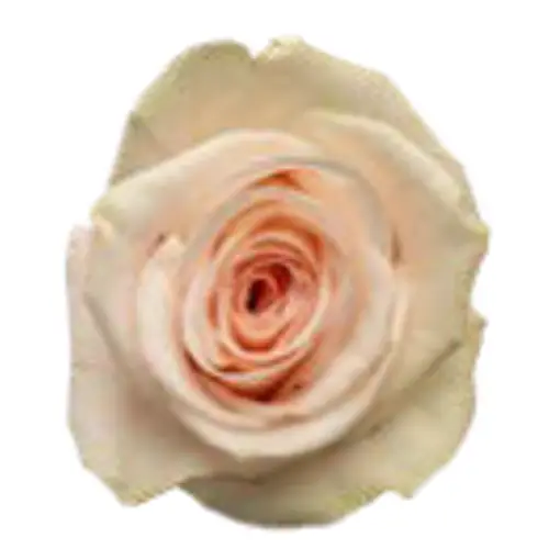 Rose apricot One 4 Coco 40cm