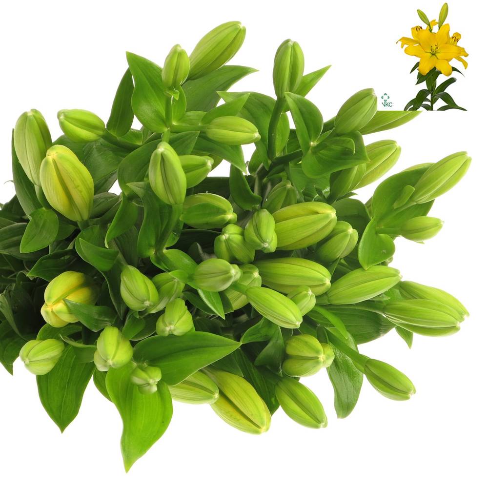 Lilie asiatisch gelb Nashvill 4+Blüte 80cm