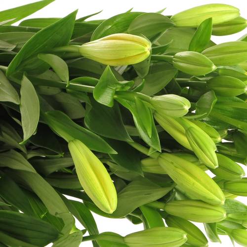 Lilie asiatisch gelb Nashvill 4+Blüte 80cm
