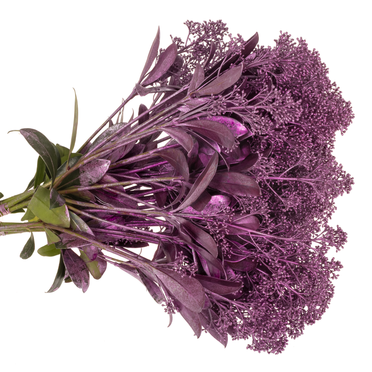 Skimmia lila emerald gefärbt 45cm