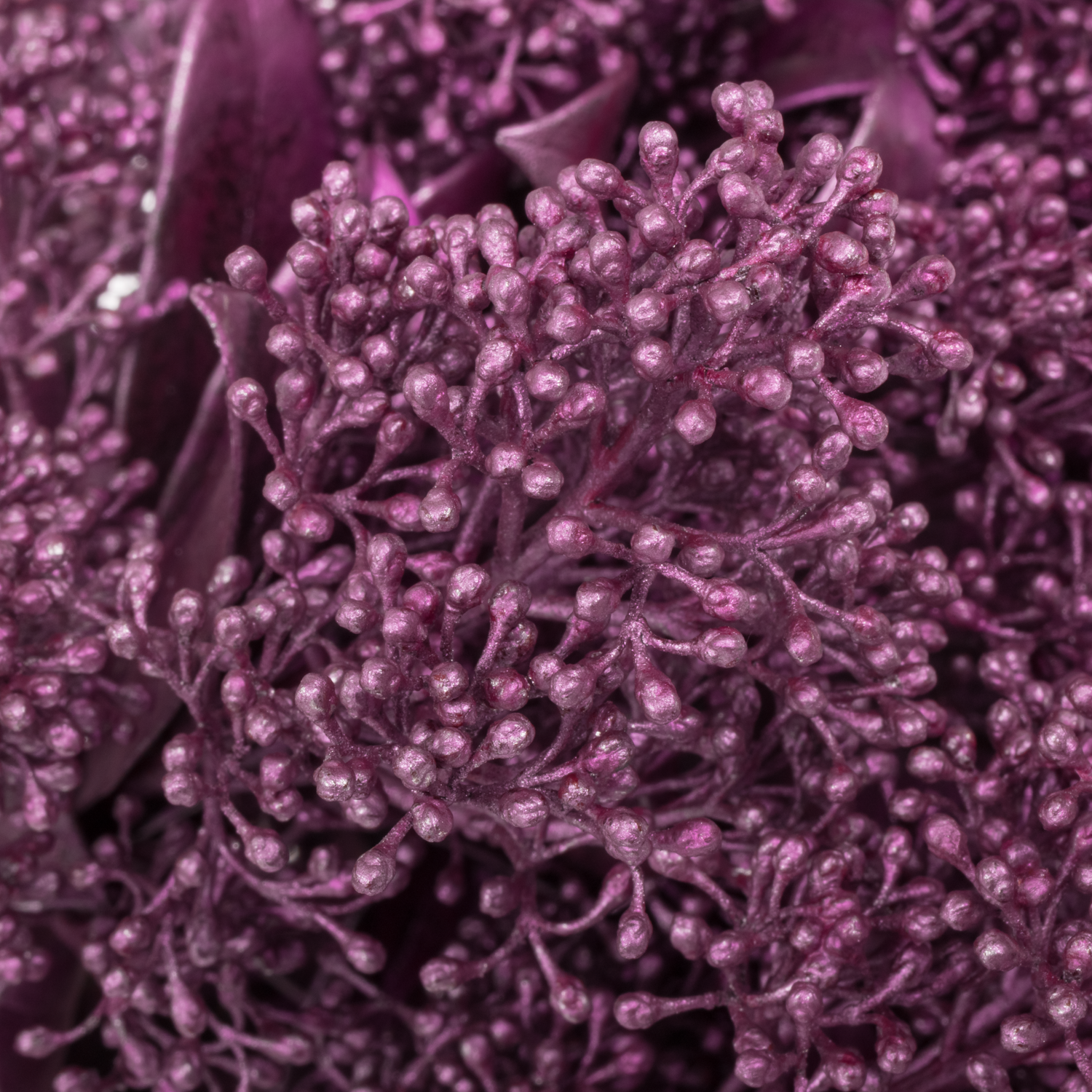 Skimmia lila emerald gefärbt 45cm