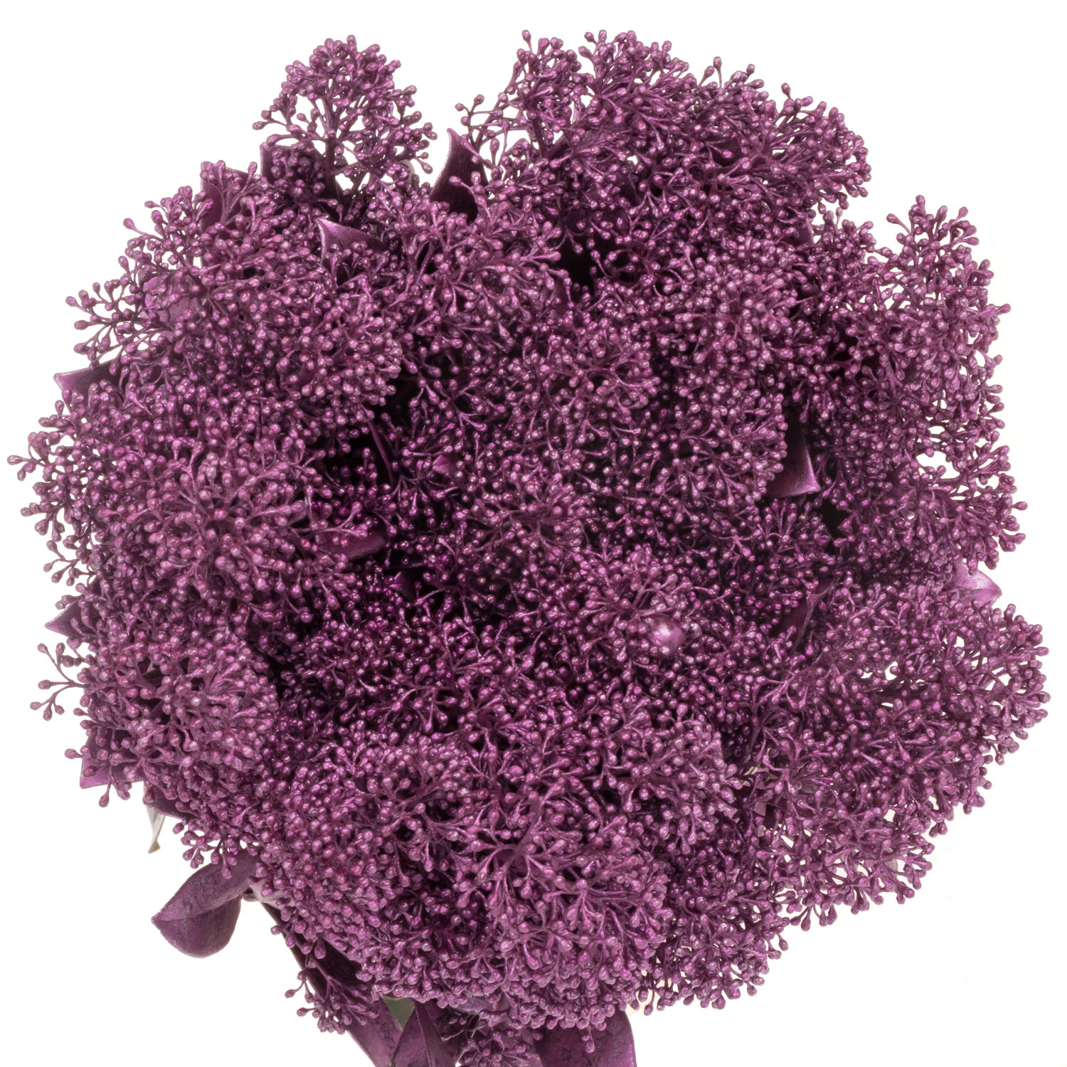 Skimmia lila emerald gefärbt 45cm