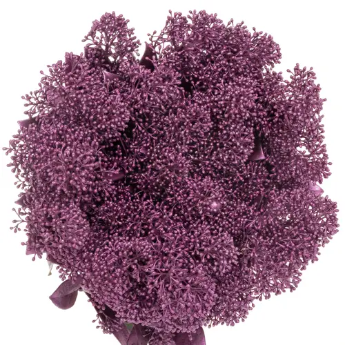 Skimmia lila emerald gefärbt 45cm