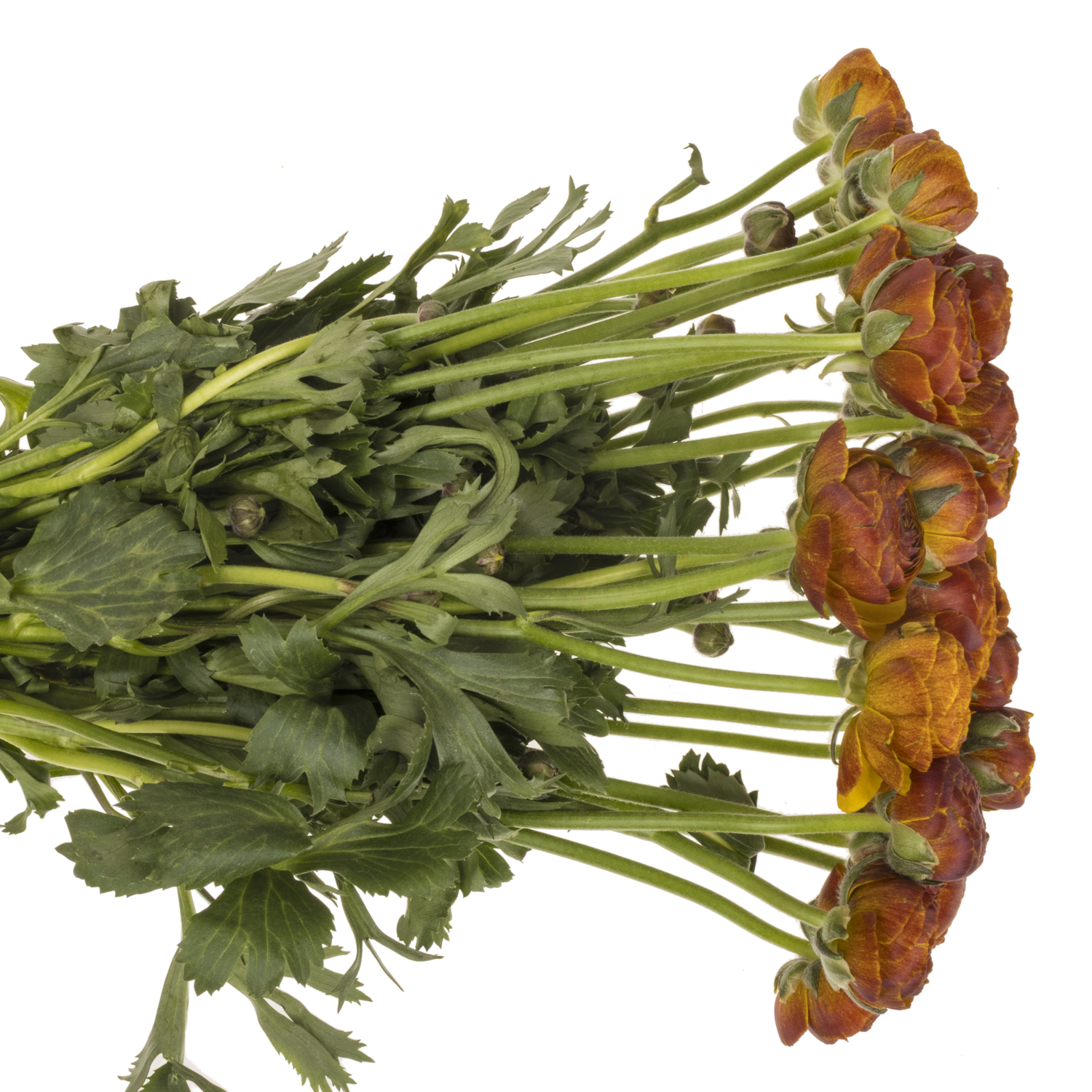 Ranunkel dunkel orange-rot Succes Brown 40cm x 30