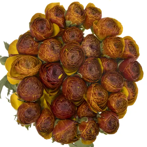 Ranunkel dunkel orange-rot Succes Brown 40cm x 30