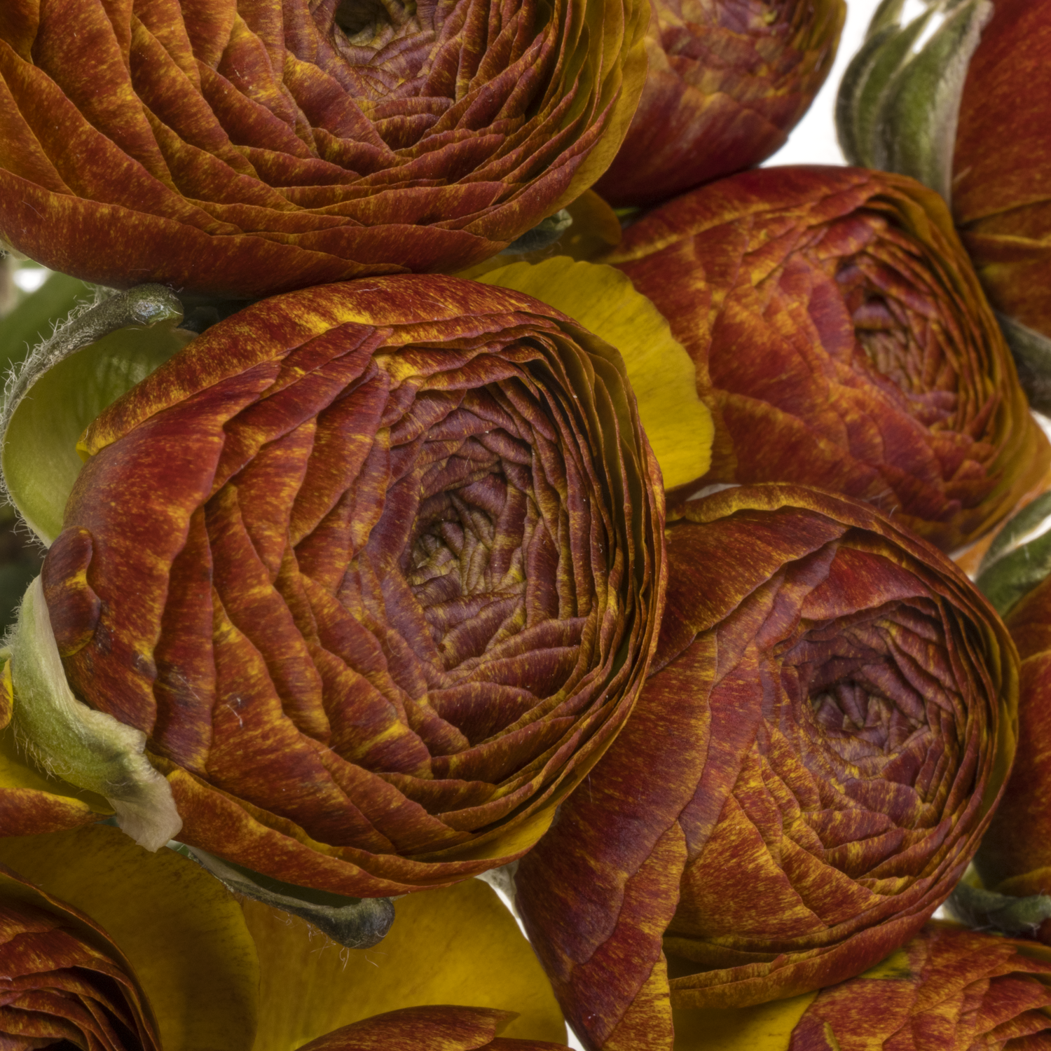 Ranunkel dunkel orange-rot Succes Brown 40cm x 30