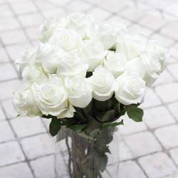 Rose weiss Polarstar 50cm