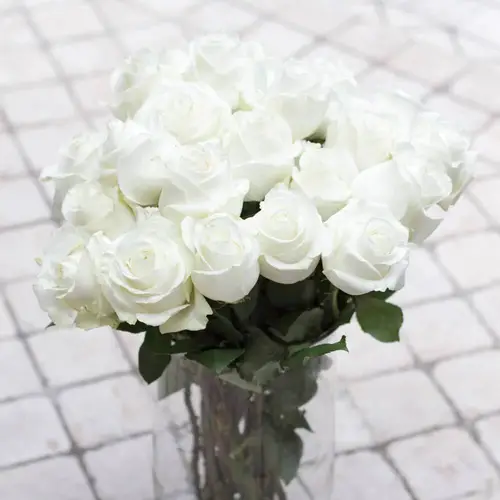 Rose weiss Polarstar 50cm