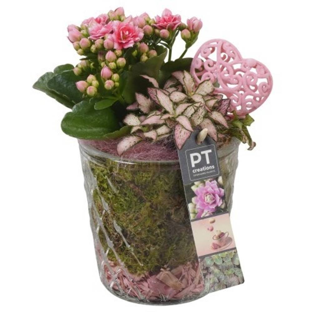 Kal.Arr PTVMG4955 T12 H024