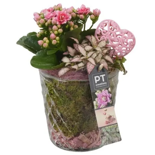 Kal.Arr PTVMG4955 T12 H024