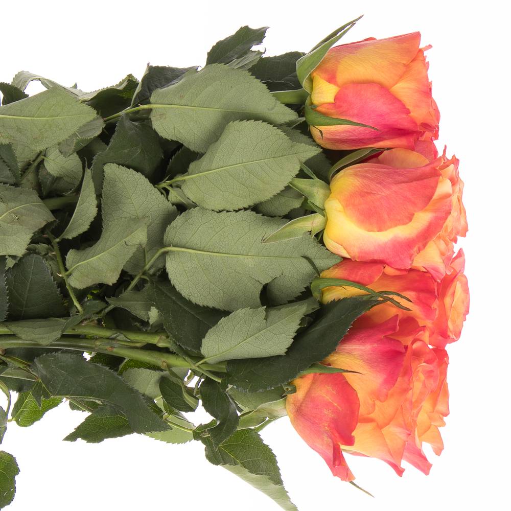 Rose orange/rot New Horizon 60cm