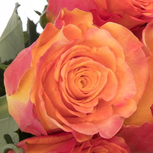 Rose orange/rot New Horizon 60cm