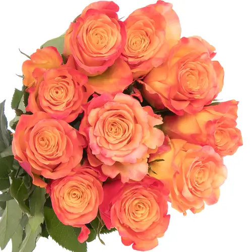 Rose orange/rot New Horizon 60cm