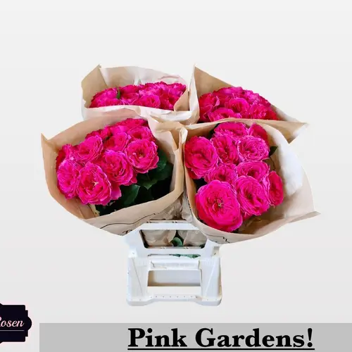 Rose fuchsia Pink Gardens gefüllt 60cm