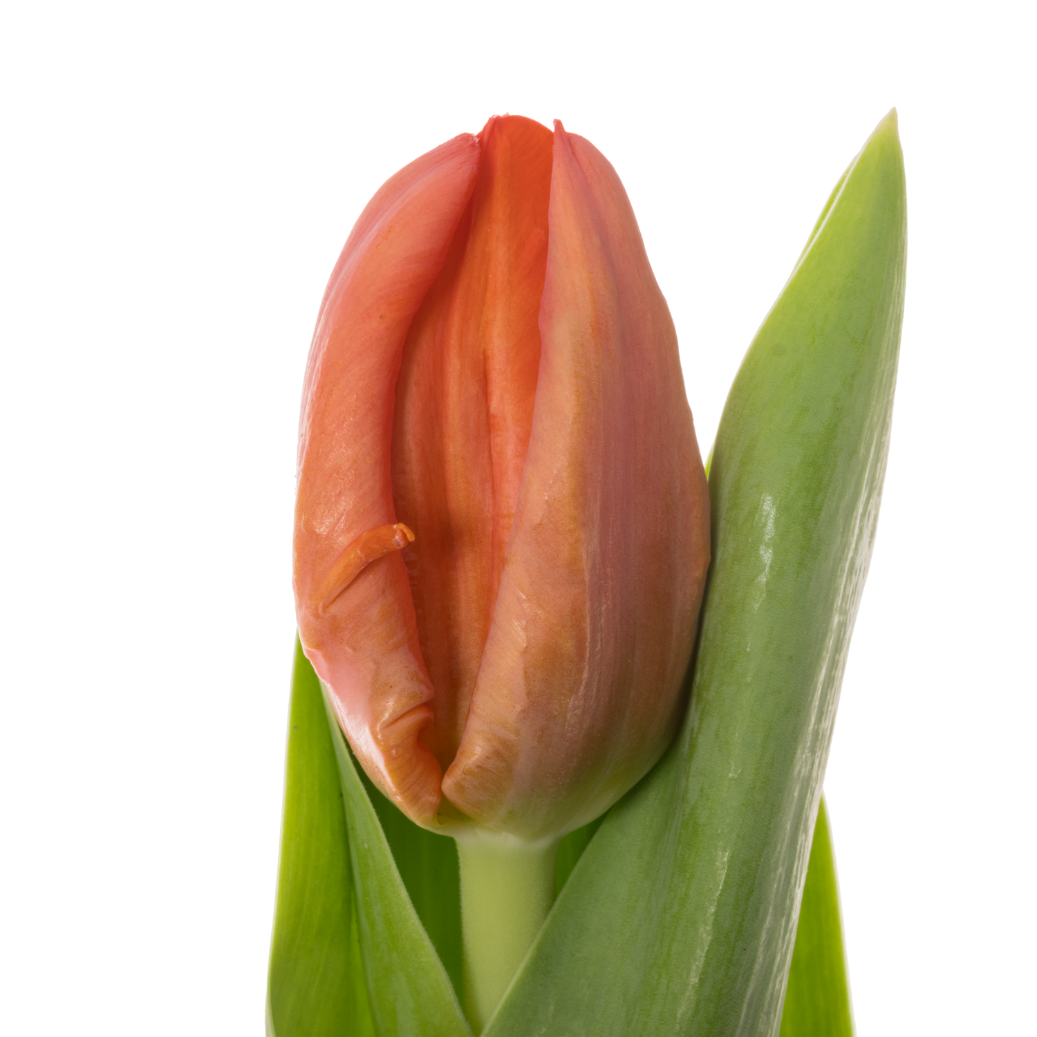 Tulpe orange Ad Rem Parrot 44 Gramm