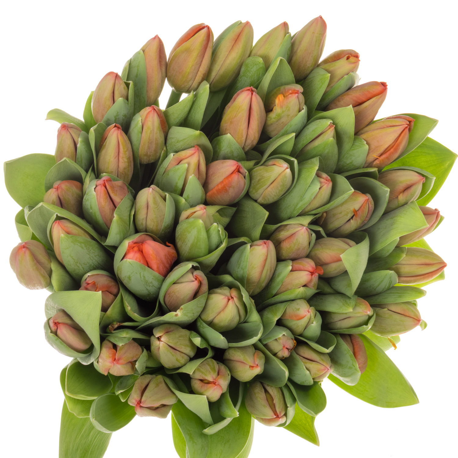 Tulpe orange Ad Rem Parrot 44 Gramm