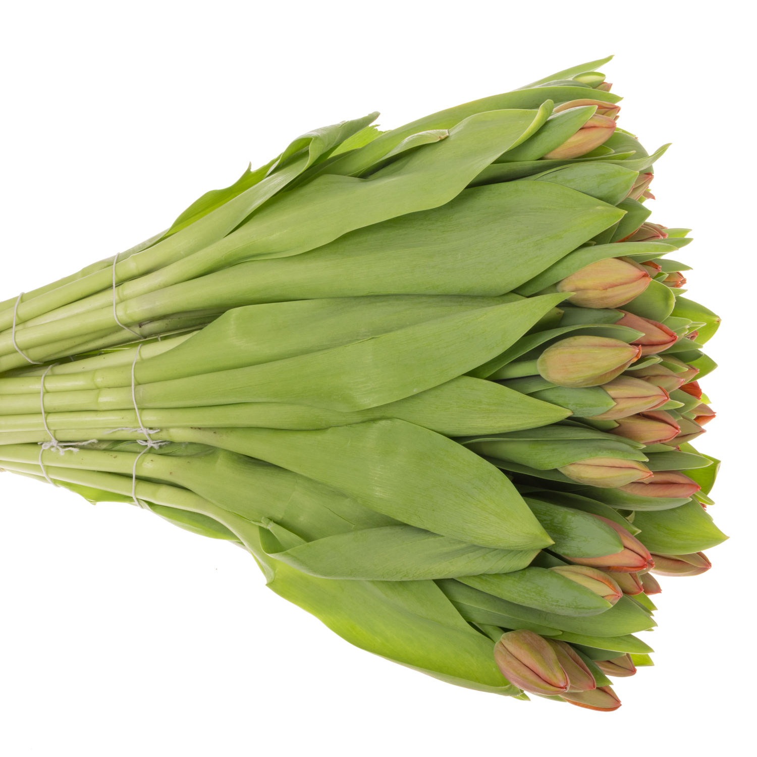 Tulpe orange Ad Rem Parrot 44 Gramm