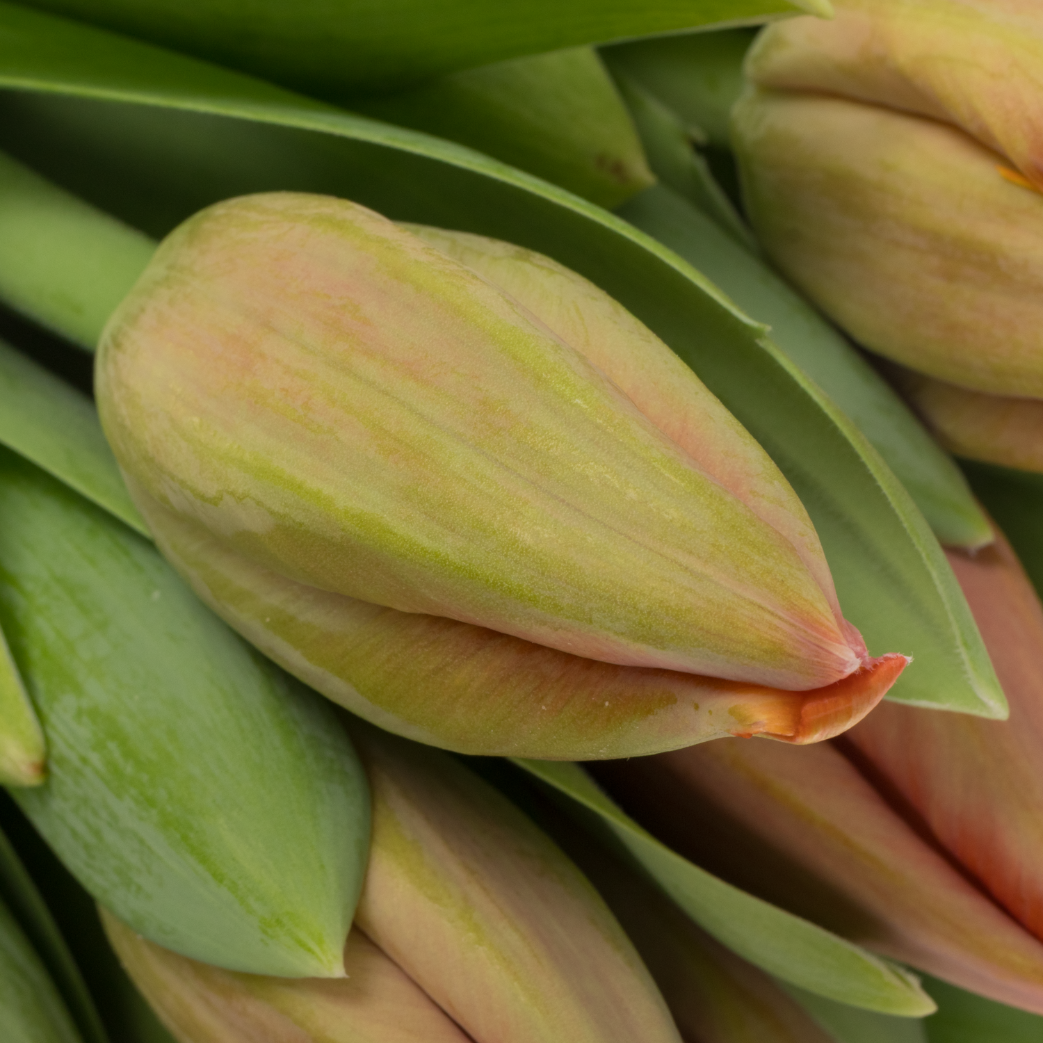 Tulpe orange Ad Rem Parrot 44 Gramm