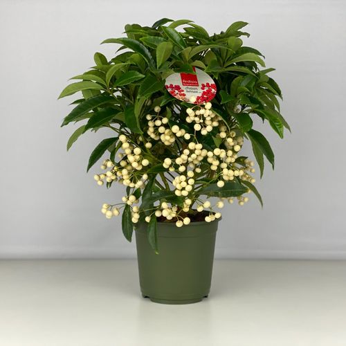Ardisia Cren. weiss T14 H40